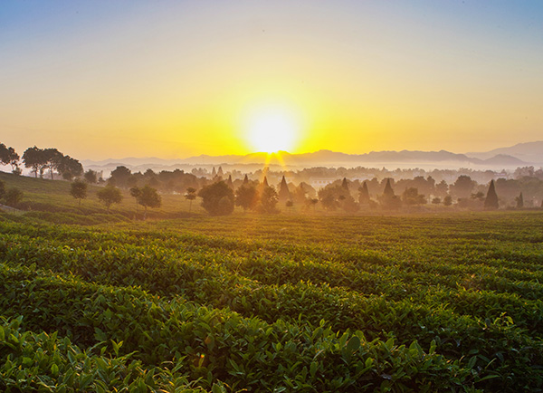 生态茶园风采