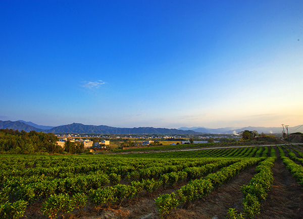 生态茶园风采