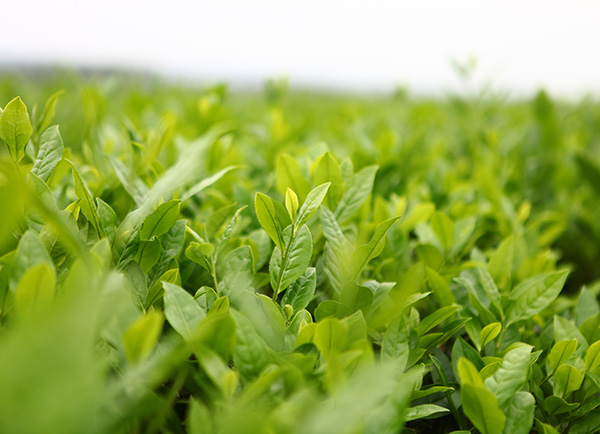 生态茶园茶树风采