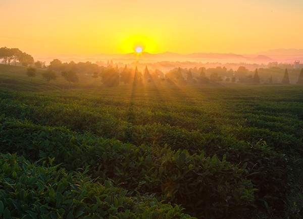 生态茶园风采