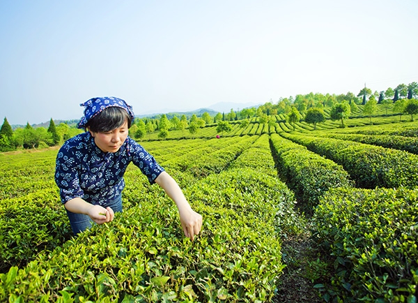 生态茶园采茶