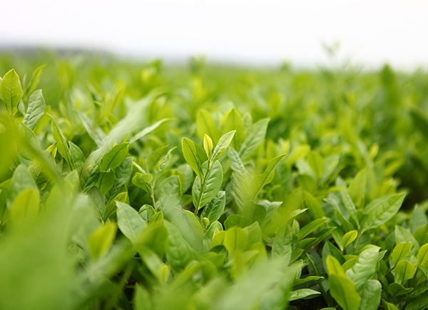 生态茶园茶树风采