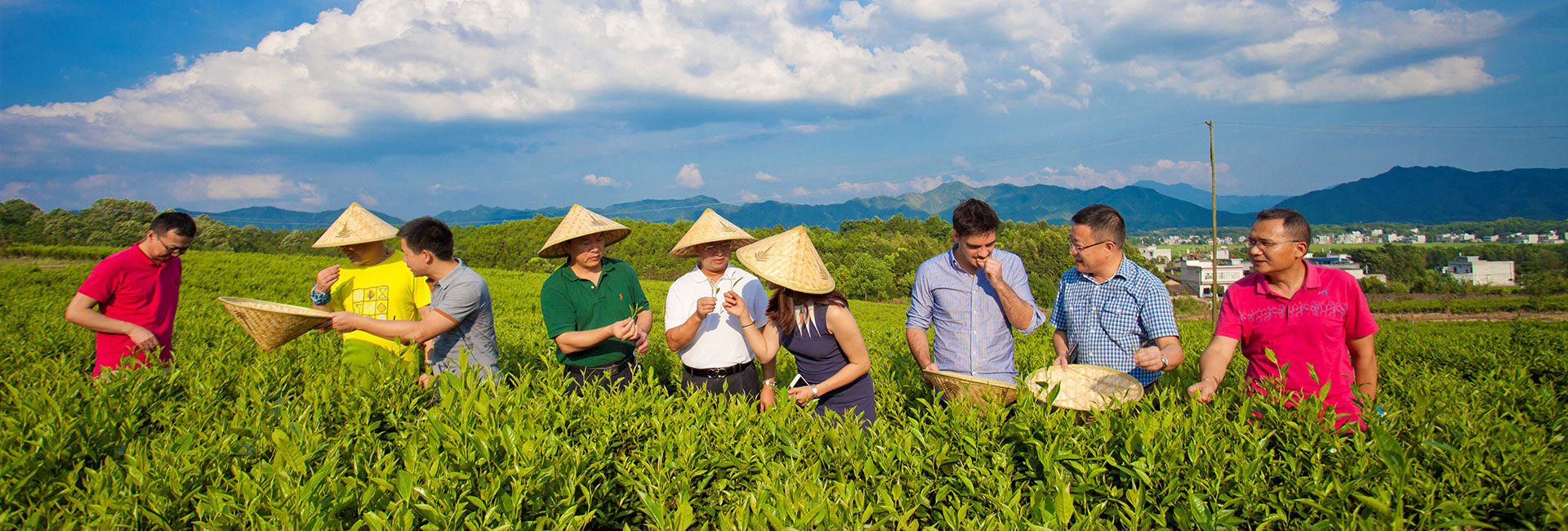 湖北有机茶厂家