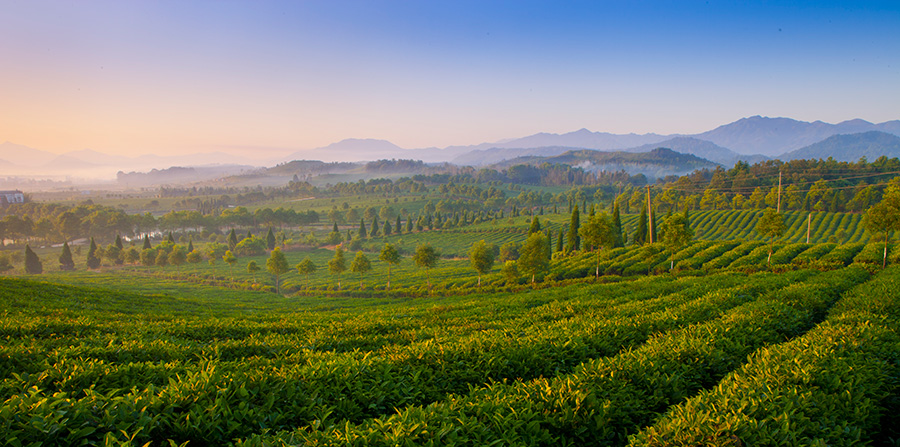 湖北有机茶厂家