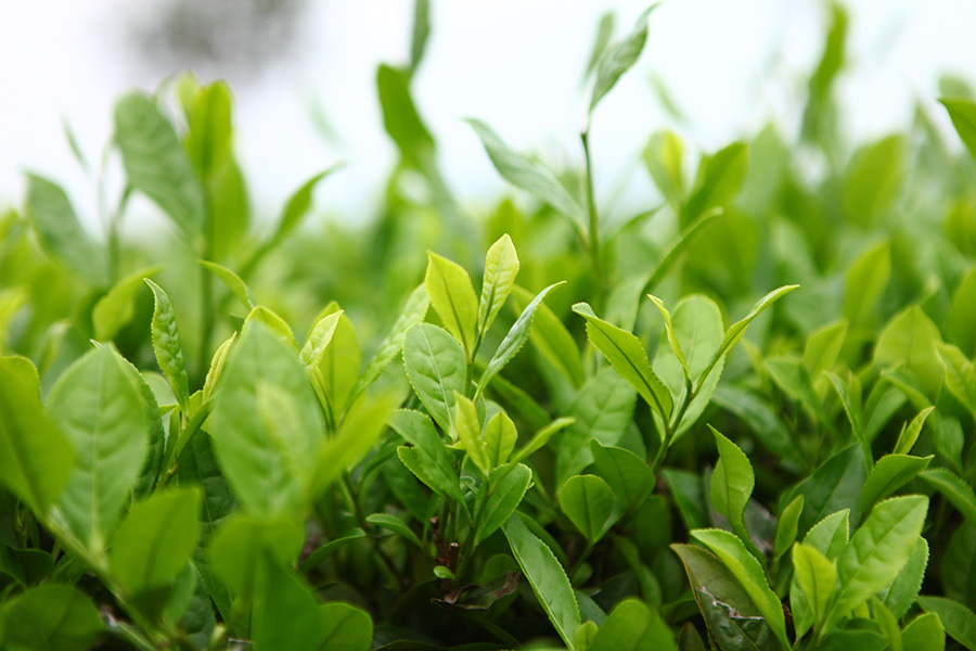 湖北有机茶厂家