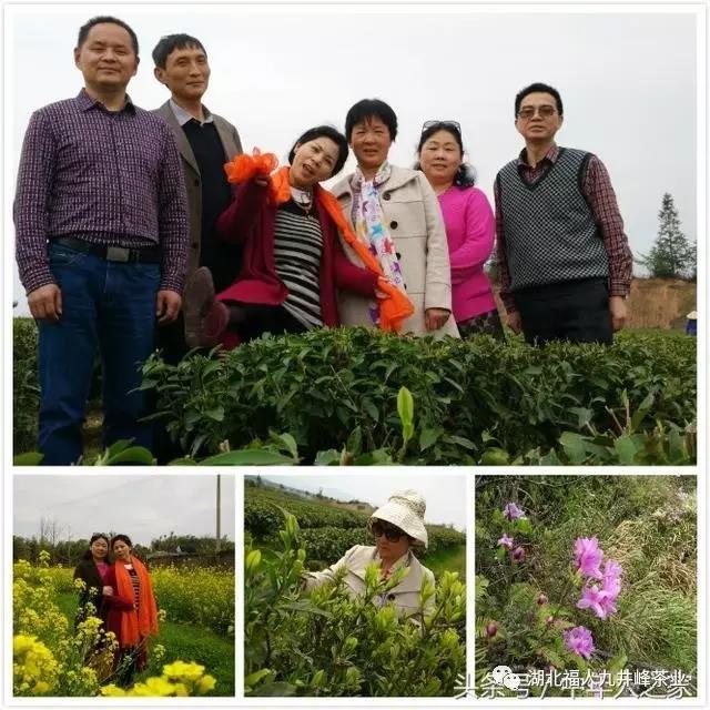 湖北有机茶厂家
