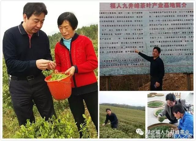 湖北有机茶厂家