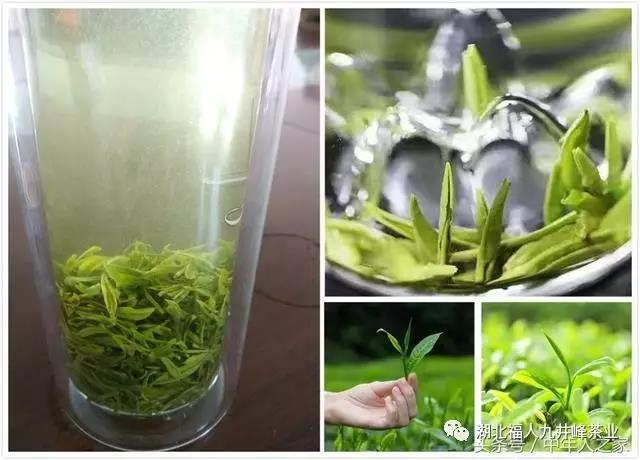湖北有机茶厂家