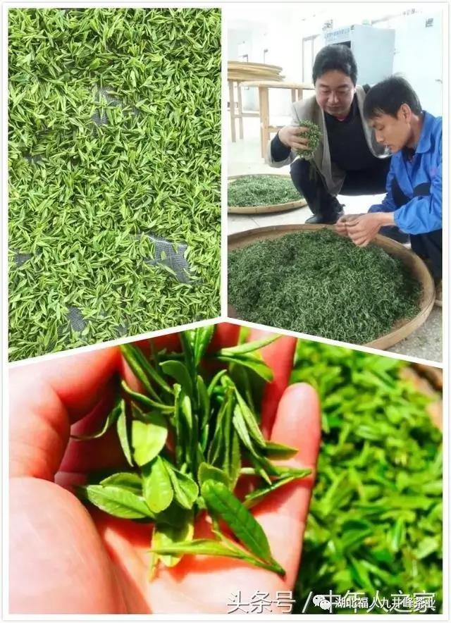 湖北有机茶厂家