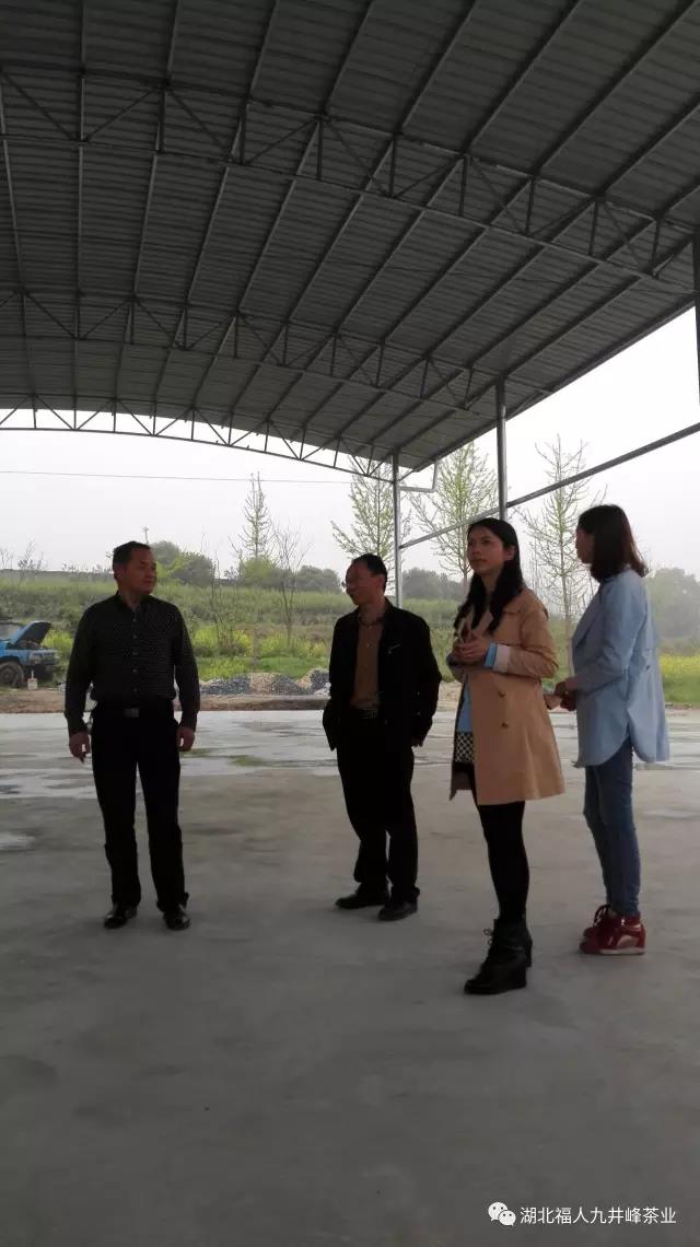 湖北有机茶厂家