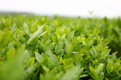 湖北有机绿茶
