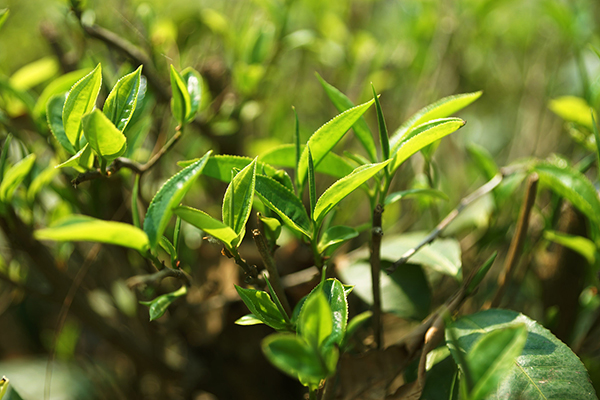 湖北有机茶厂家