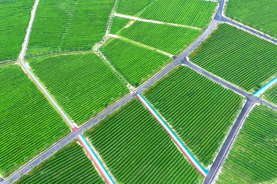湖北有机茶厂家