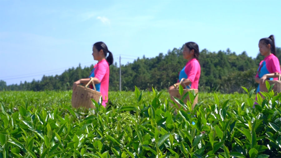 湖北有机茶厂家