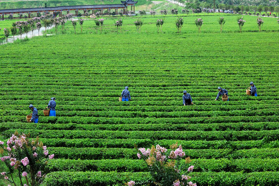 湖北有机茶厂家