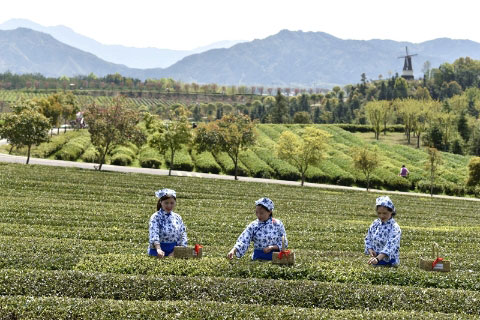 湖北有机红茶