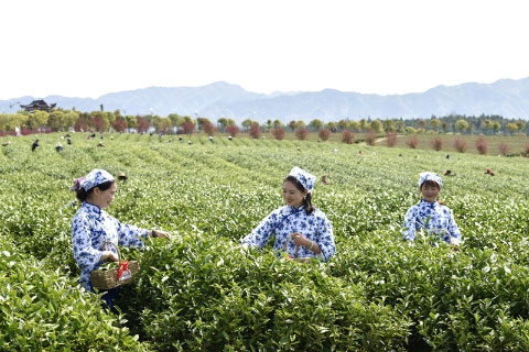 湖北有机红茶