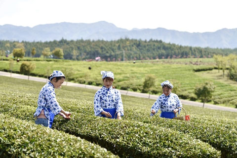 湖北有机红茶