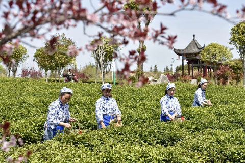 湖北有机红茶