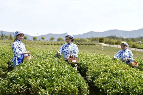 湖北有机红茶