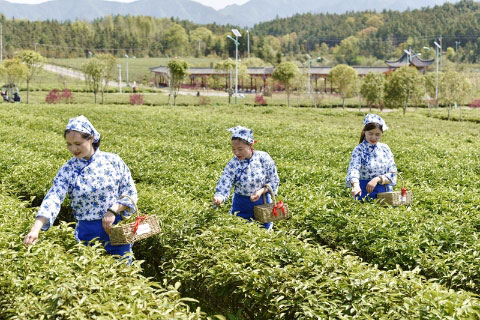 湖北有机红茶
