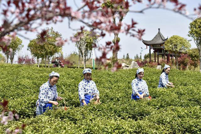 湖北有机红茶