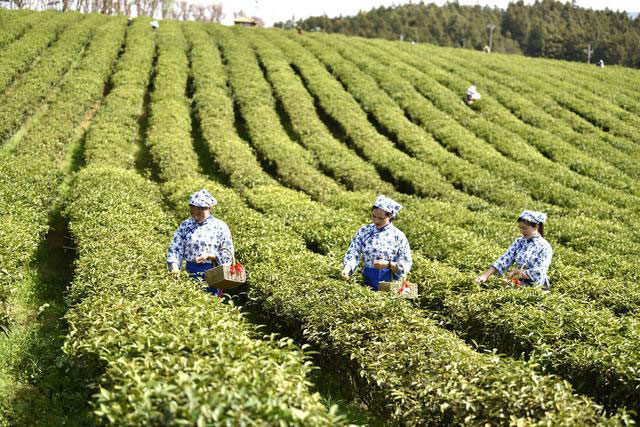 湖北有机红茶