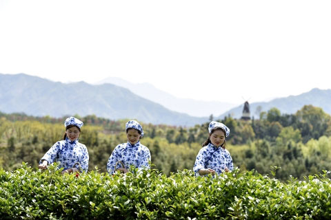 湖北有机红茶