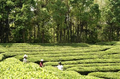 湖北有机红茶