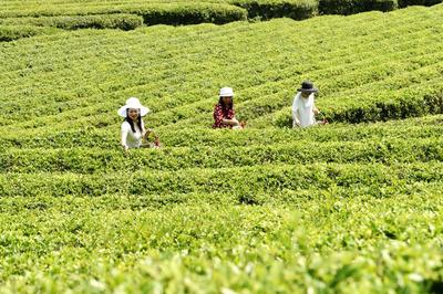 湖北有机红茶